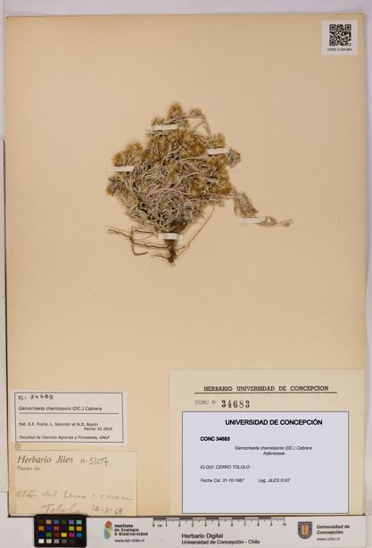 Gamochaeta chamissonis [Espécimen: UDEC:CONC:0034683]