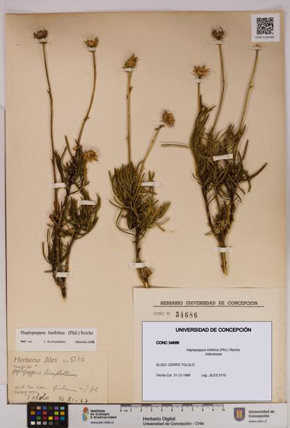 Haplopappus linifolius [Espécimen: UDEC:CONC:0034686]