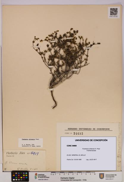Frankenia chilensis [Espécimen: UDEC:CONC:0034693]