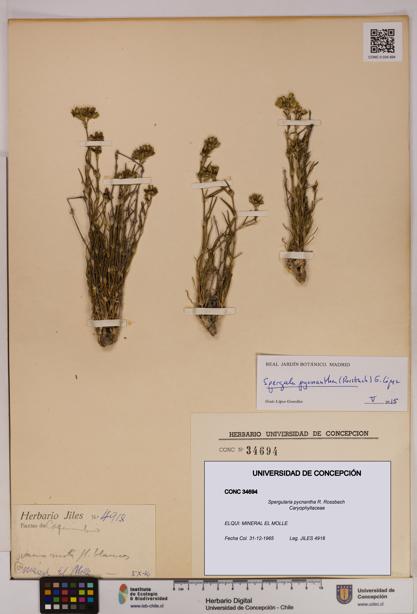 Spergularia pycnantha [Espécimen: UDEC:CONC:0034694]