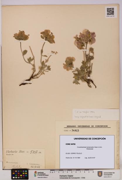 Cruckshanksia hymenodon [Espécimen: UDEC:CONC:0034703]