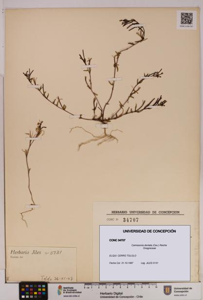 Camissonia dentata [Espécimen: UDEC:CONC:0034707]