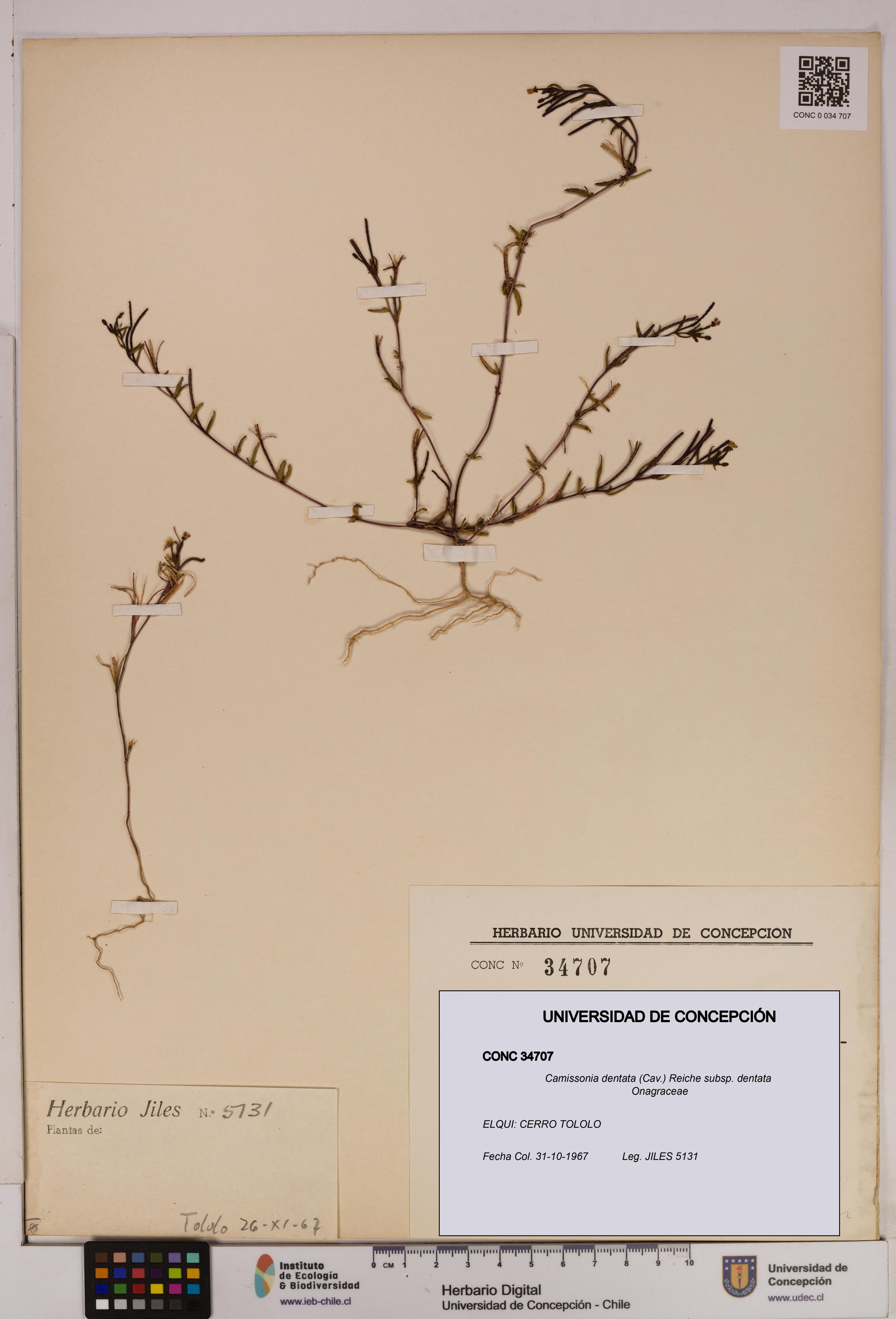 Camissonia dentata [Espécimen: UDEC:CONC:0034707]