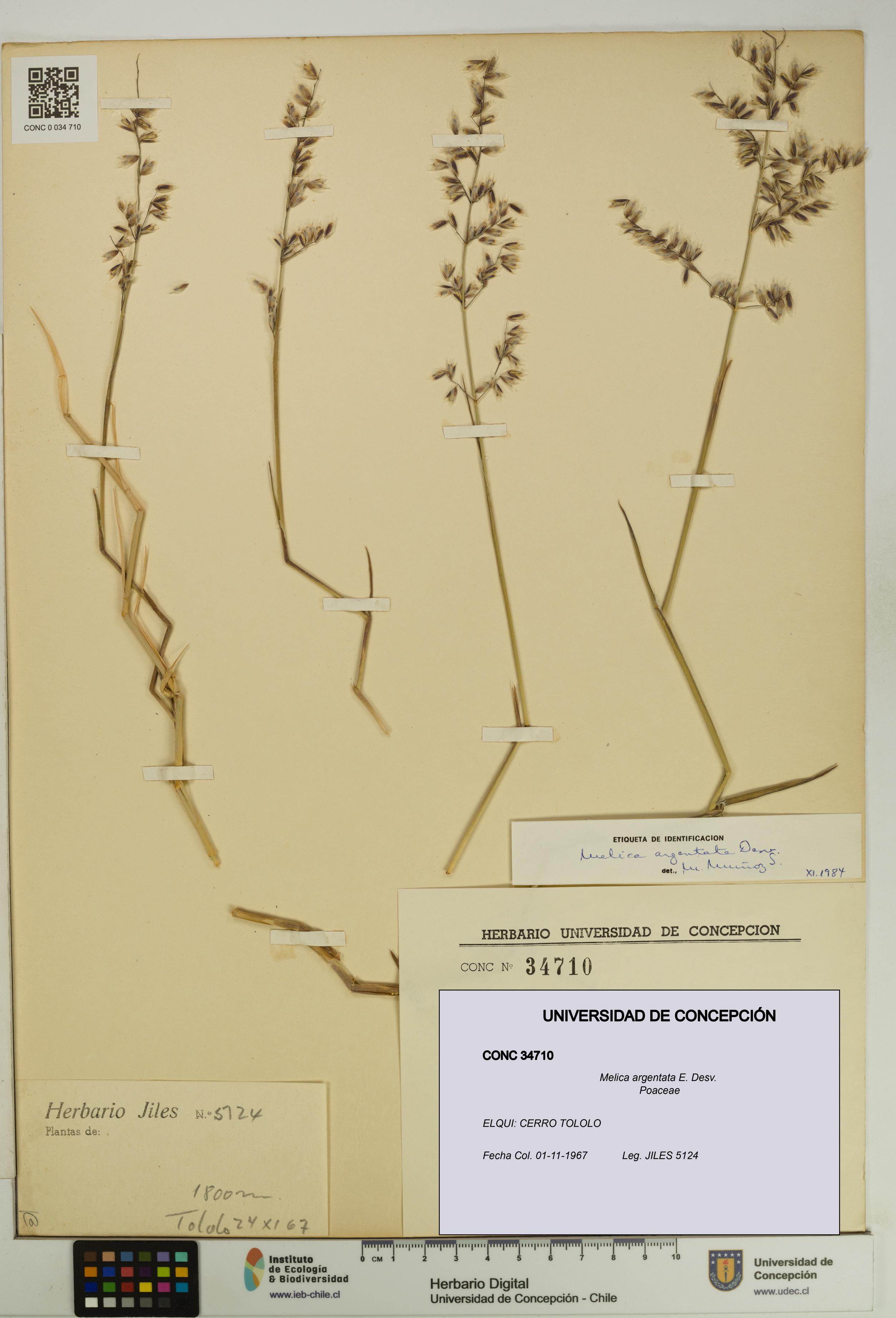 Melica argentata [Espécimen: UDEC:CONC:0034710]