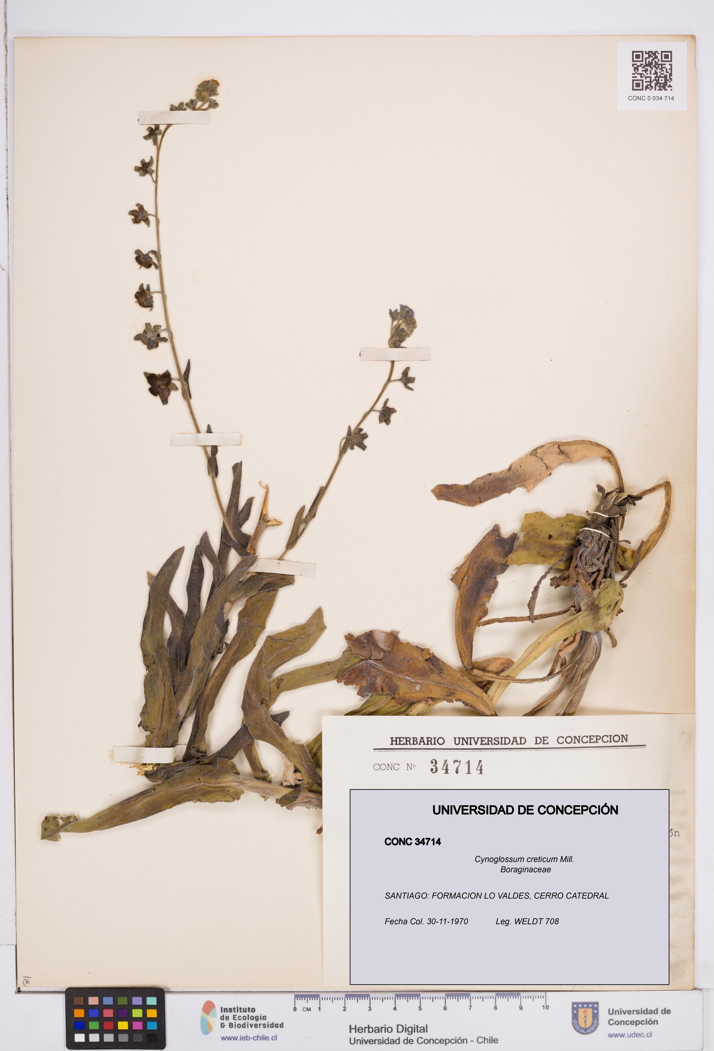Cynoglossum creticum [Espécimen: ]