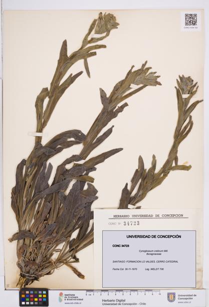 Cynoglossum creticum [Espécimen: ]