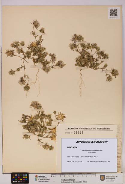 Chaetanthera moenchioides [Espécimen: UDEC:CONC:0034734]