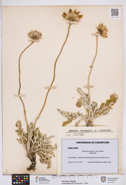 Trichocline aurea [Espécimen: ]