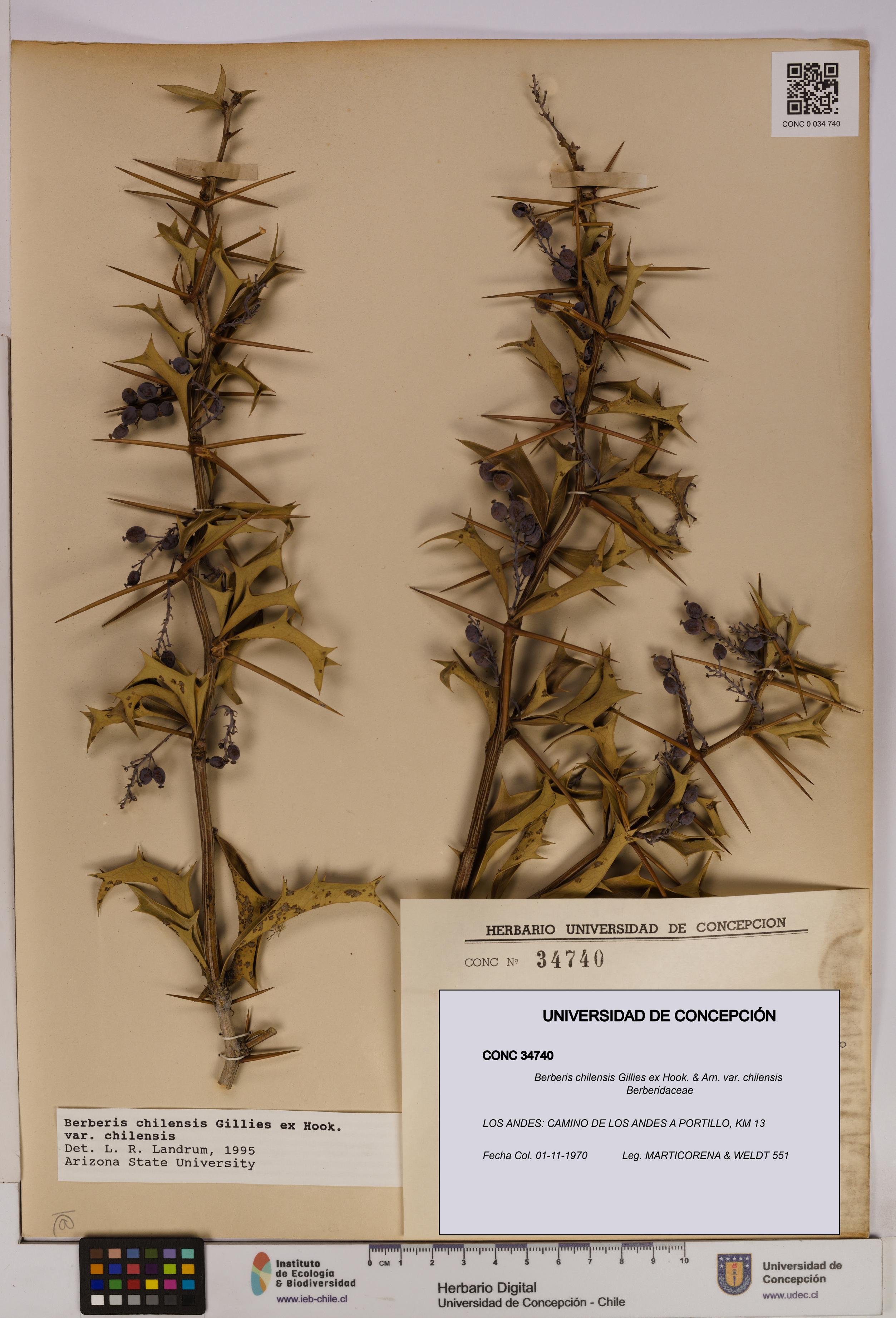 Berberis chilensis var. chilensis [Espécimen: UDEC:CONC:0034740]