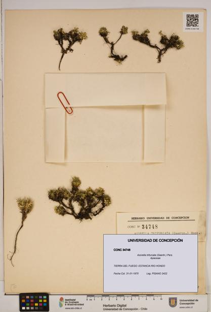 Azorella trifurcata [Espécimen: ]