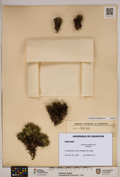 Azorella monantha [Espécimen: ]