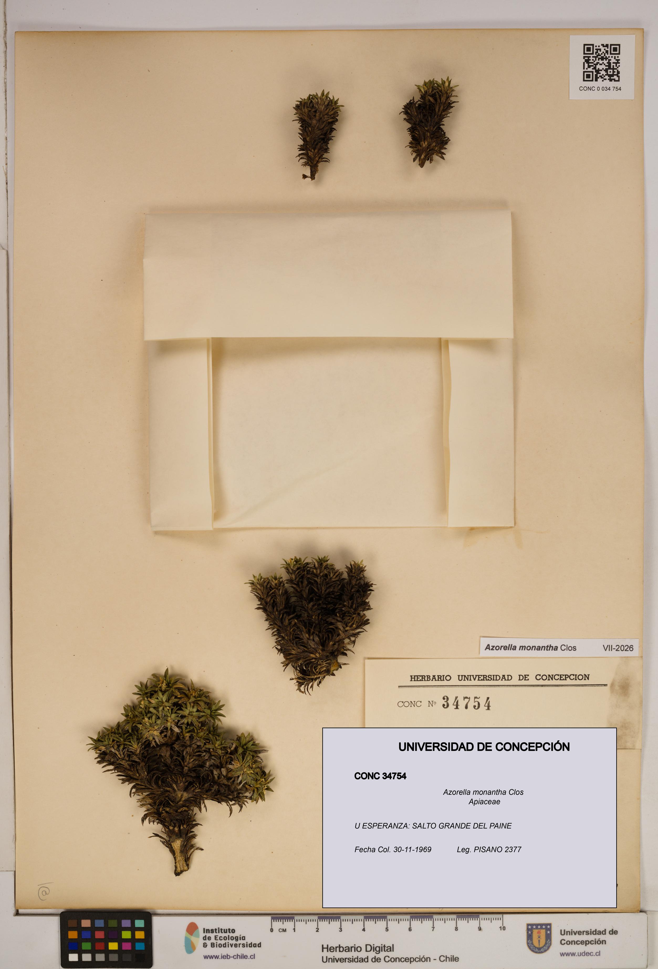 Azorella monantha [Espécimen: ]