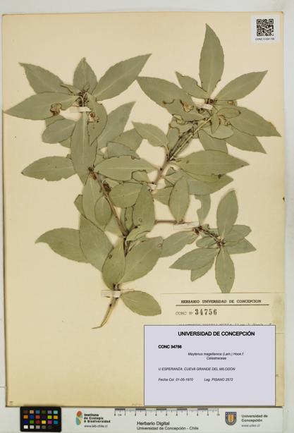 Maytenus magellanica [Espécimen: UDEC:CONC:0034756]