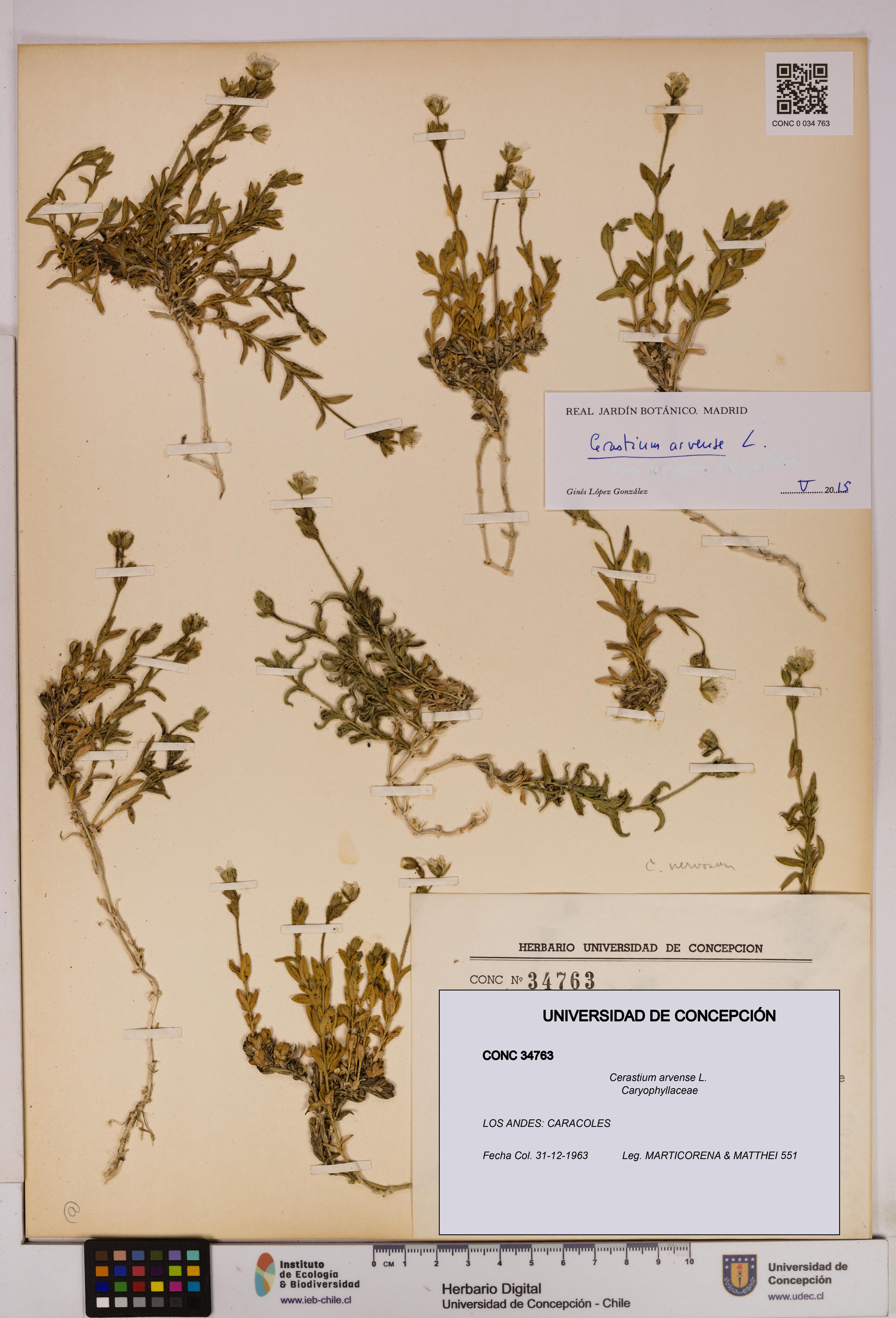Cerastium arvense [Espécimen: UDEC:CONC:0034763]