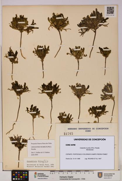 Cistanthe humilis [Espécimen: UDEC:CONC:0034765]