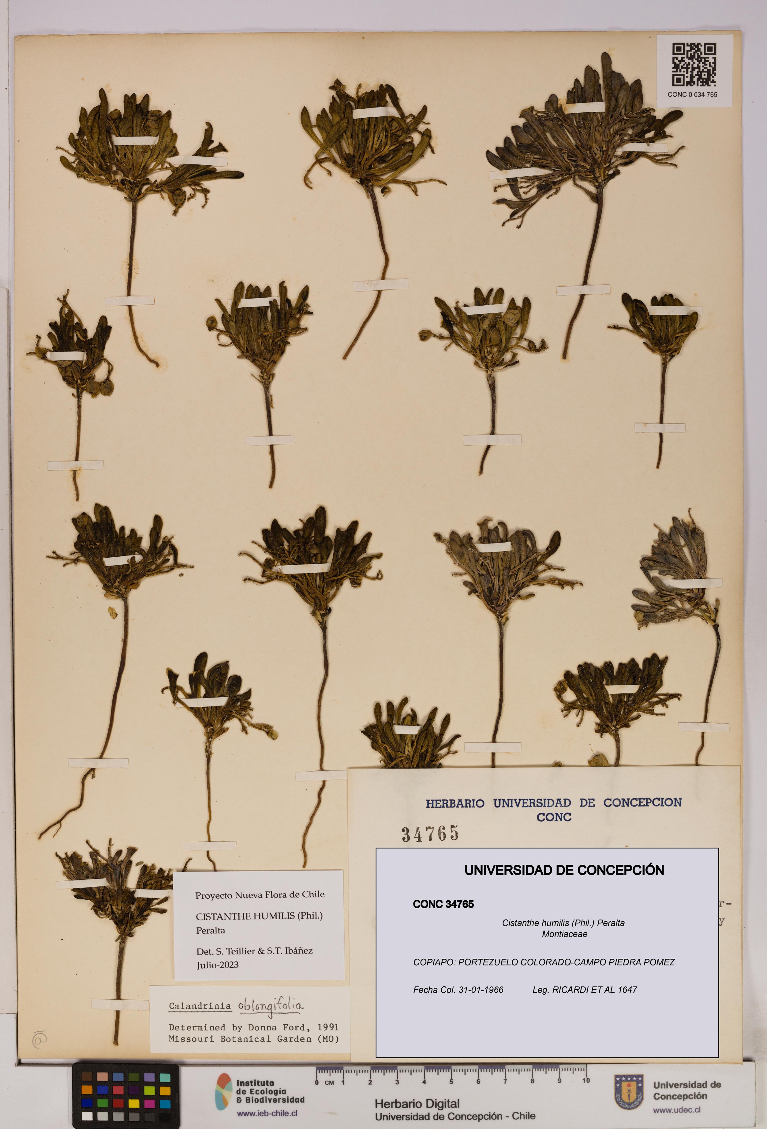 Cistanthe humilis [Espécimen: UDEC:CONC:0034765]