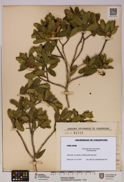 Ovidia pillo-pillo [Espécimen: UDEC:CONC:0034782]