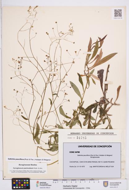 Selkirkia pauciflora [Espécimen: ]