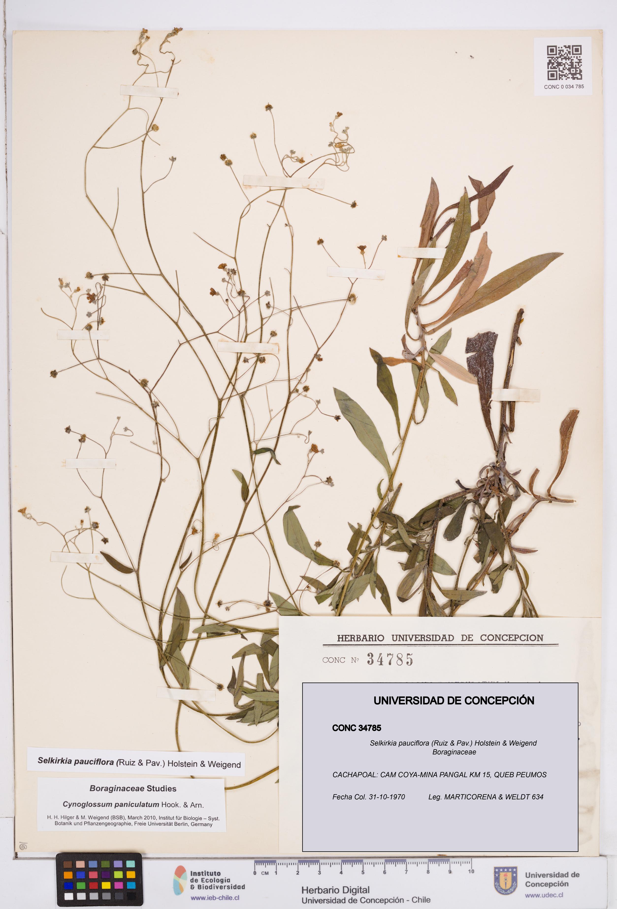 Selkirkia pauciflora [Espécimen: ]