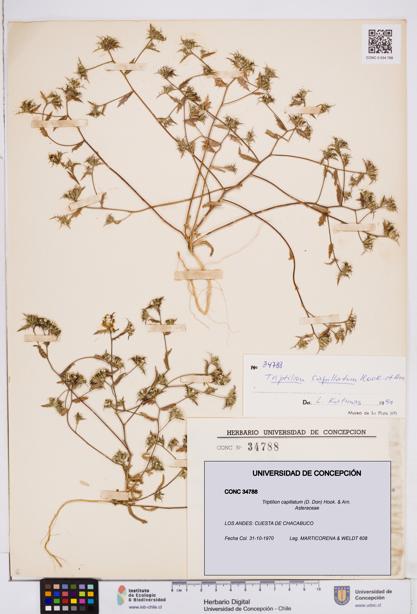 Triptilion capillatum [Espécimen: ]