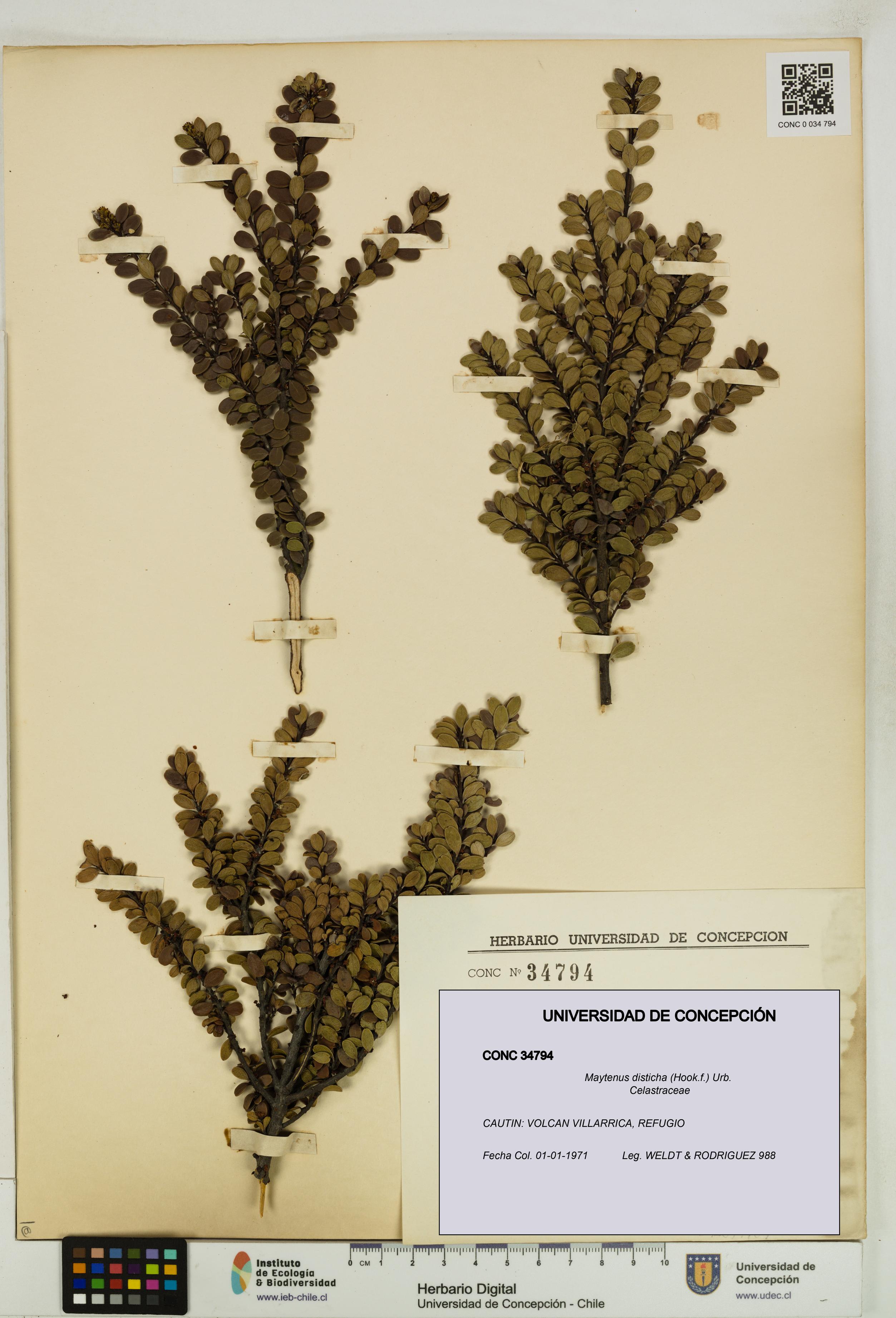 Maytenus disticha [Espécimen: UDEC:CONC:0034794]