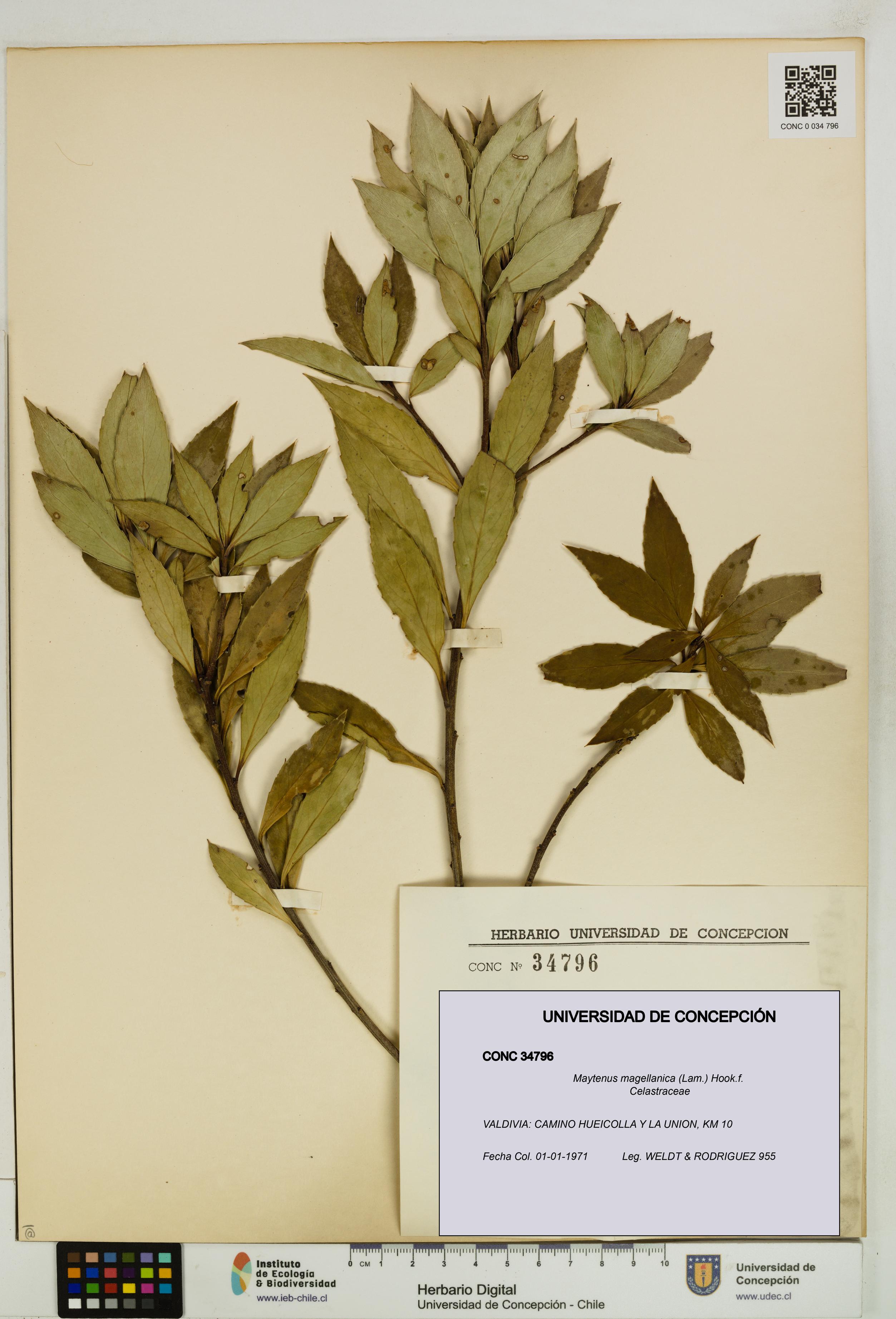 Maytenus magellanica [Espécimen: UDEC:CONC:0034796]