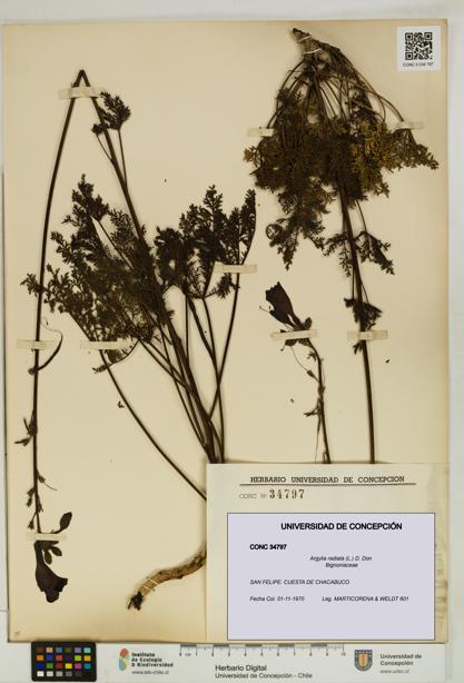 Argylia radiata [Espécimen: UDEC:CONC:0034797]