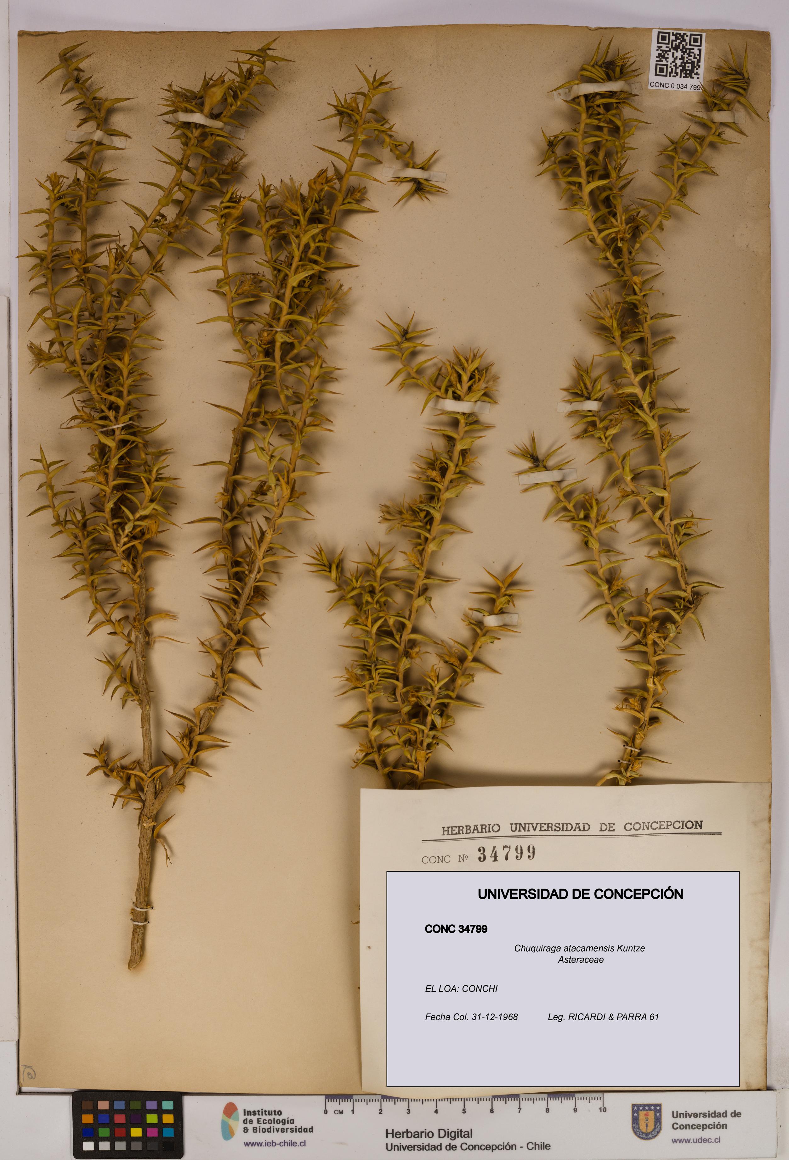 Chuquiraga atacamensis [Espécimen: UDEC:CONC:0034799]