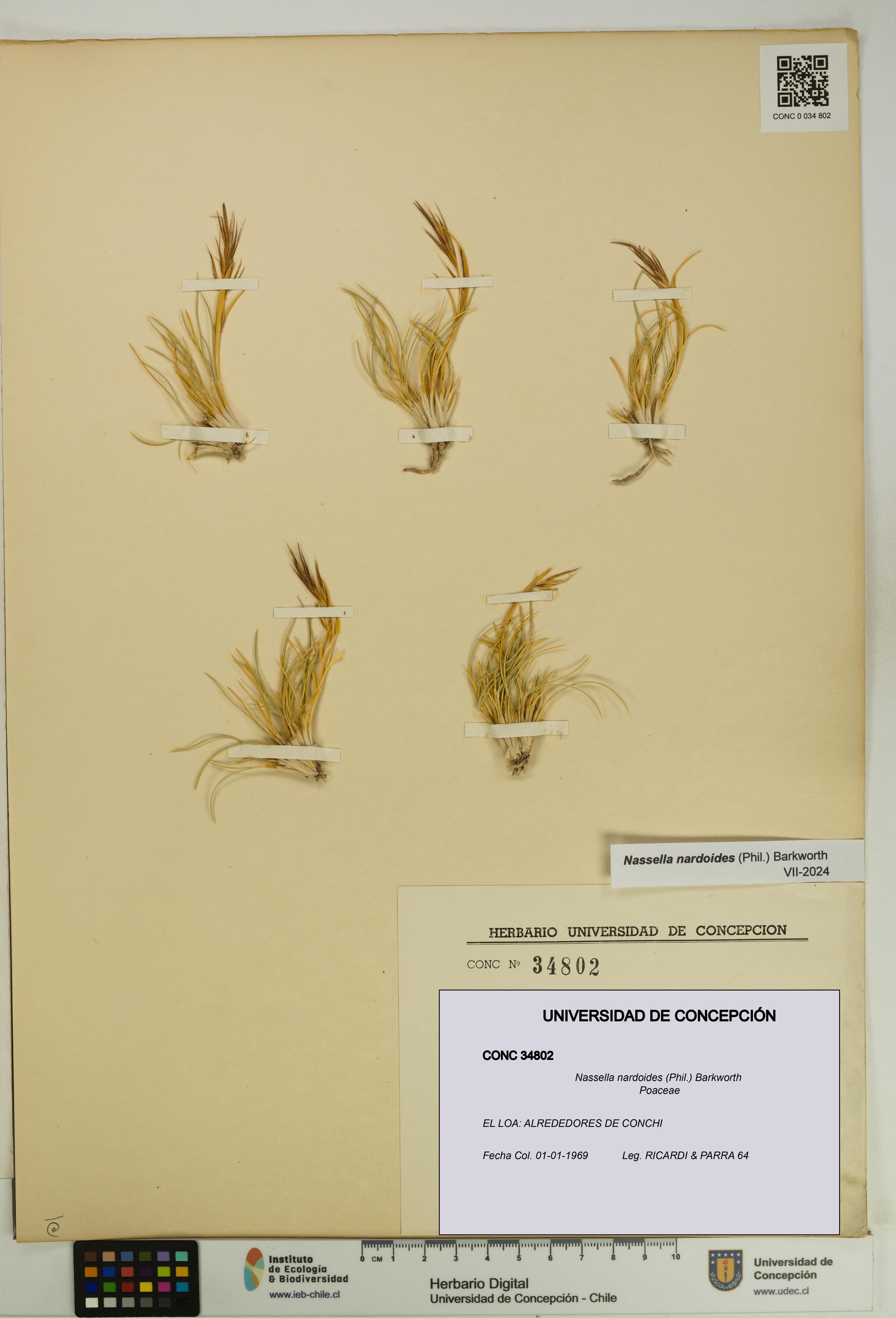 Nassella nardoides [Espécimen: UDEC:CONC:0034802]
