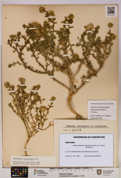 Silvaea salsoloides [Espécimen: UDEC:CONC:0034803]