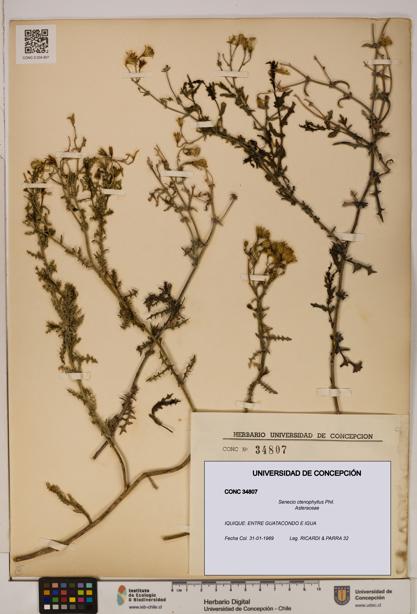 Senecio ctenophyllus [Espécimen: UDEC:CONC:0034807]