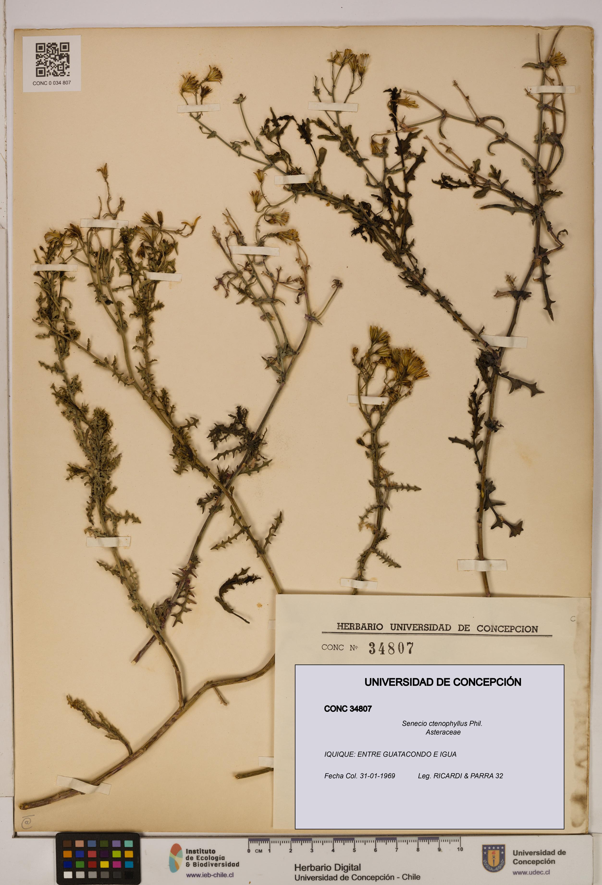 Senecio ctenophyllus [Espécimen: UDEC:CONC:0034807]