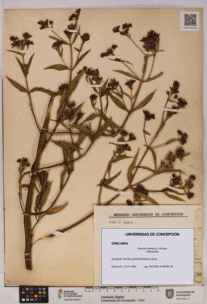 Flaveria bidentis [Espécimen: UDEC:CONC:0034813]
