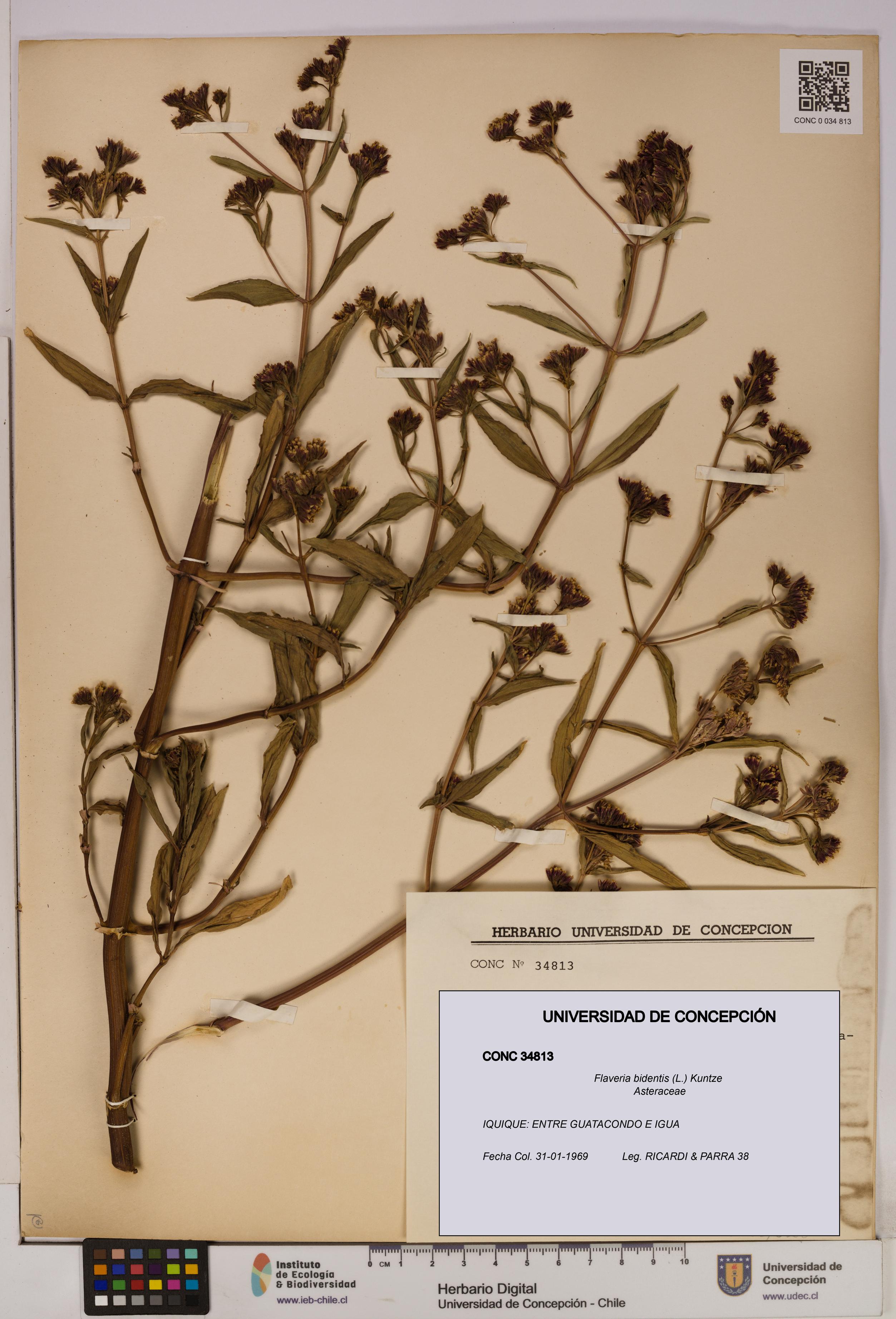 Flaveria bidentis [Espécimen: UDEC:CONC:0034813]
