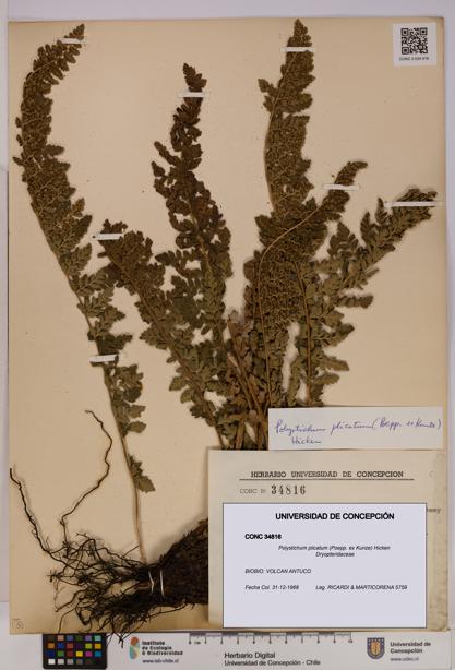 Polystichum plicatum [Espécimen: UDEC:CONC:0034816]
