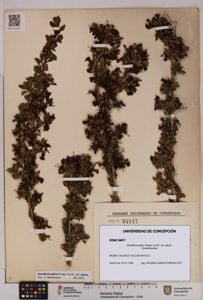 Escallonia alpina var. alpina [Espécimen: UDEC:CONC:0034817]