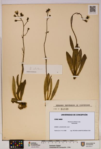 Hieracium chilense [Espécimen: UDEC:CONC:0034839]