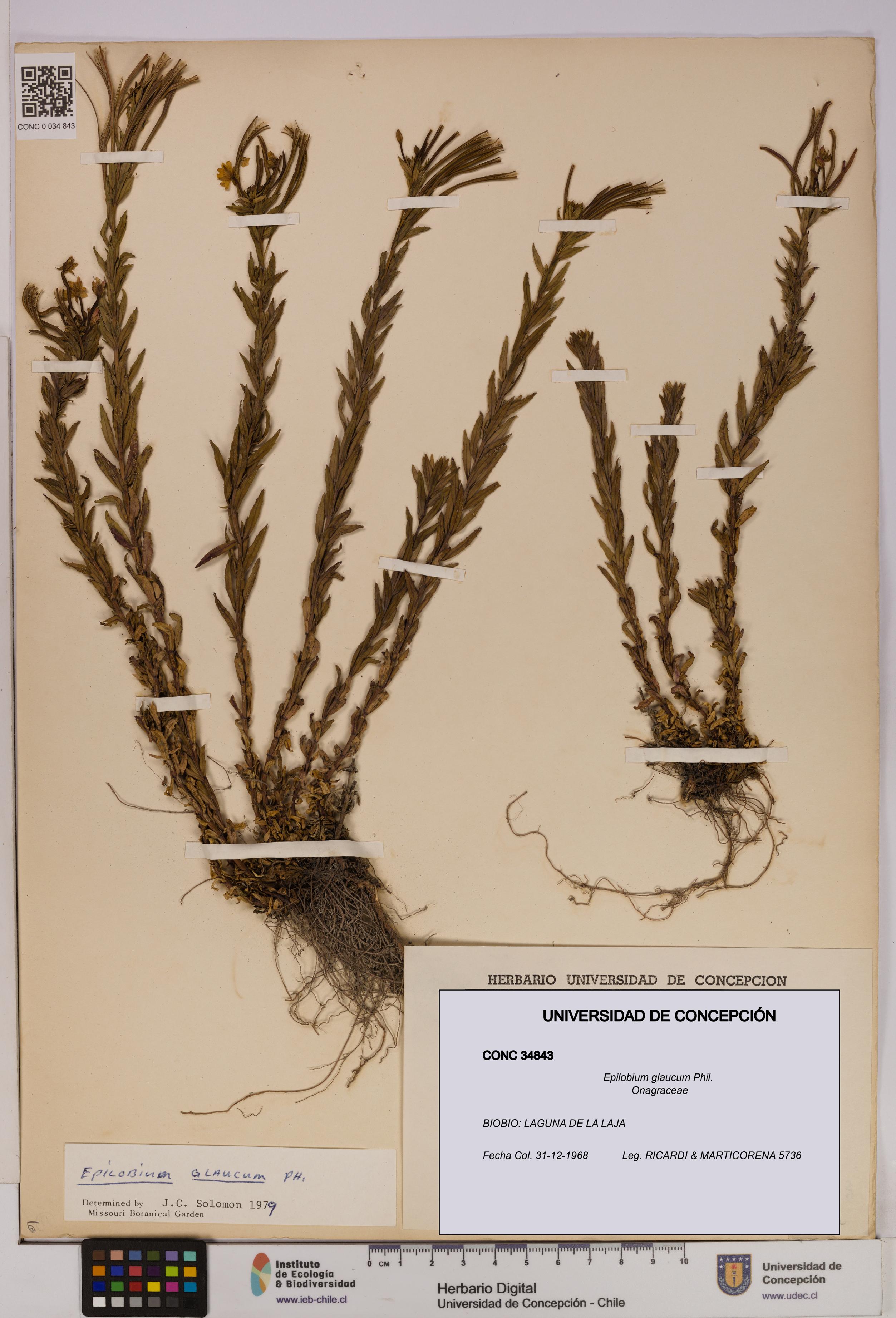 Epilobium glaucum [Espécimen: UDEC:CONC:0034843]