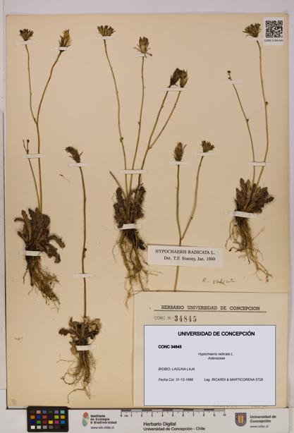 Hypochaeris radicata [Espécimen: UDEC:CONC:0034845]