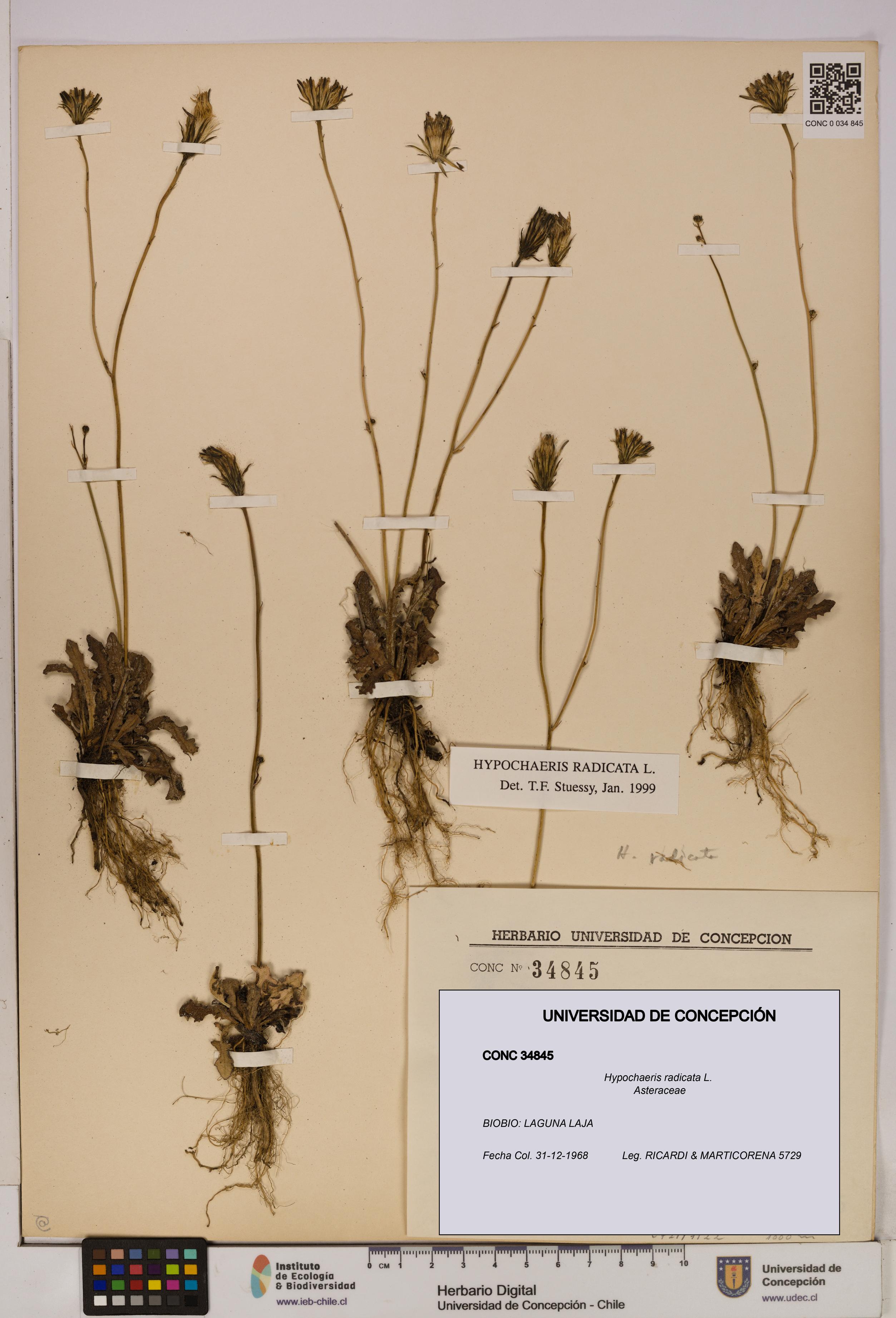 Hypochaeris radicata [Espécimen: UDEC:CONC:0034845]
