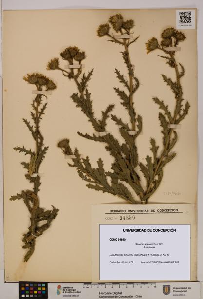 Senecio adenotrichius [Espécimen: UDEC:CONC:0034850]