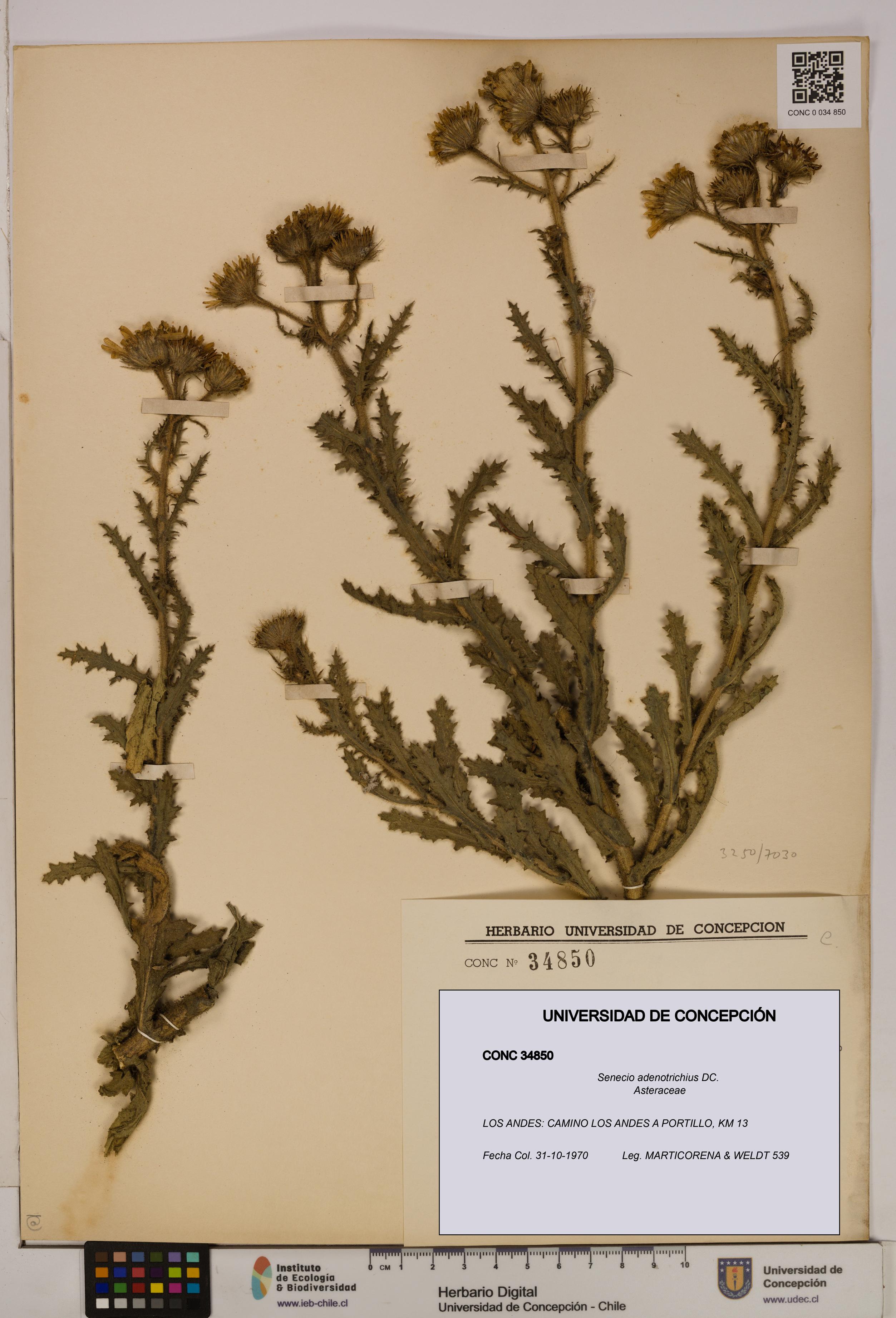 Senecio adenotrichius [Espécimen: UDEC:CONC:0034850]