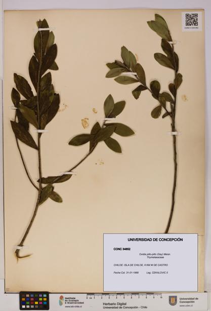 Ovidia pillo-pillo [Espécimen: UDEC:CONC:0034852]