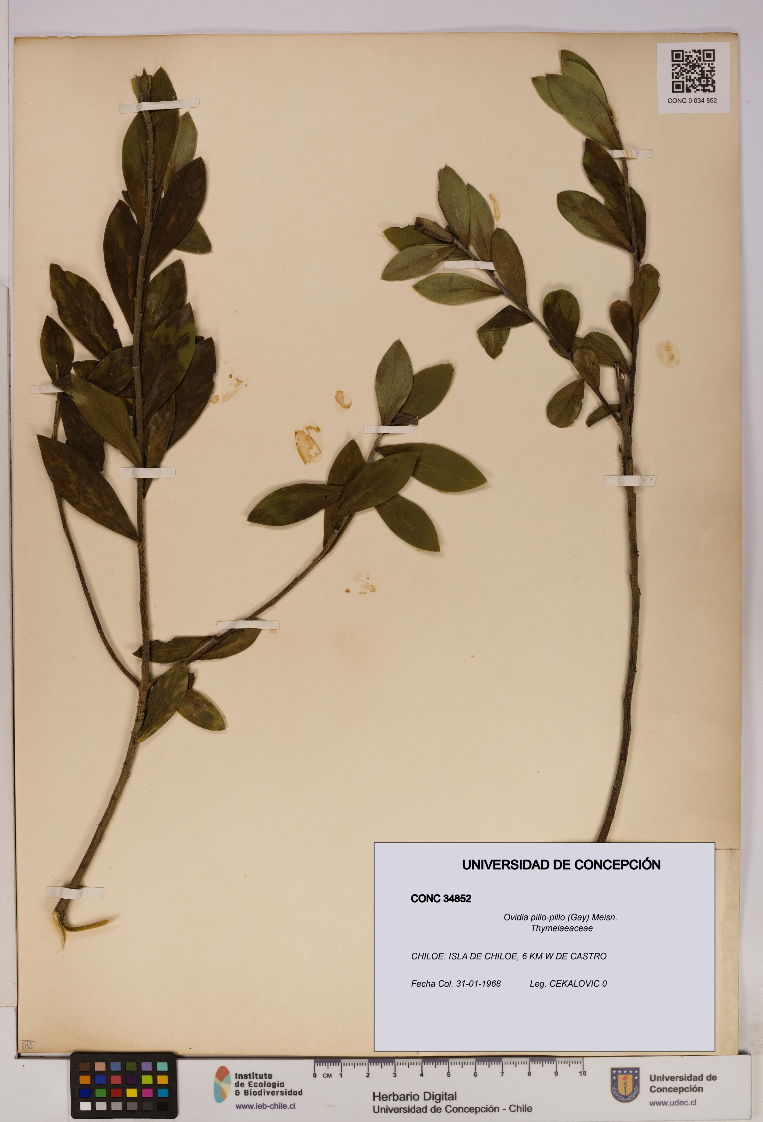 Ovidia pillo-pillo [Espécimen: UDEC:CONC:0034852]