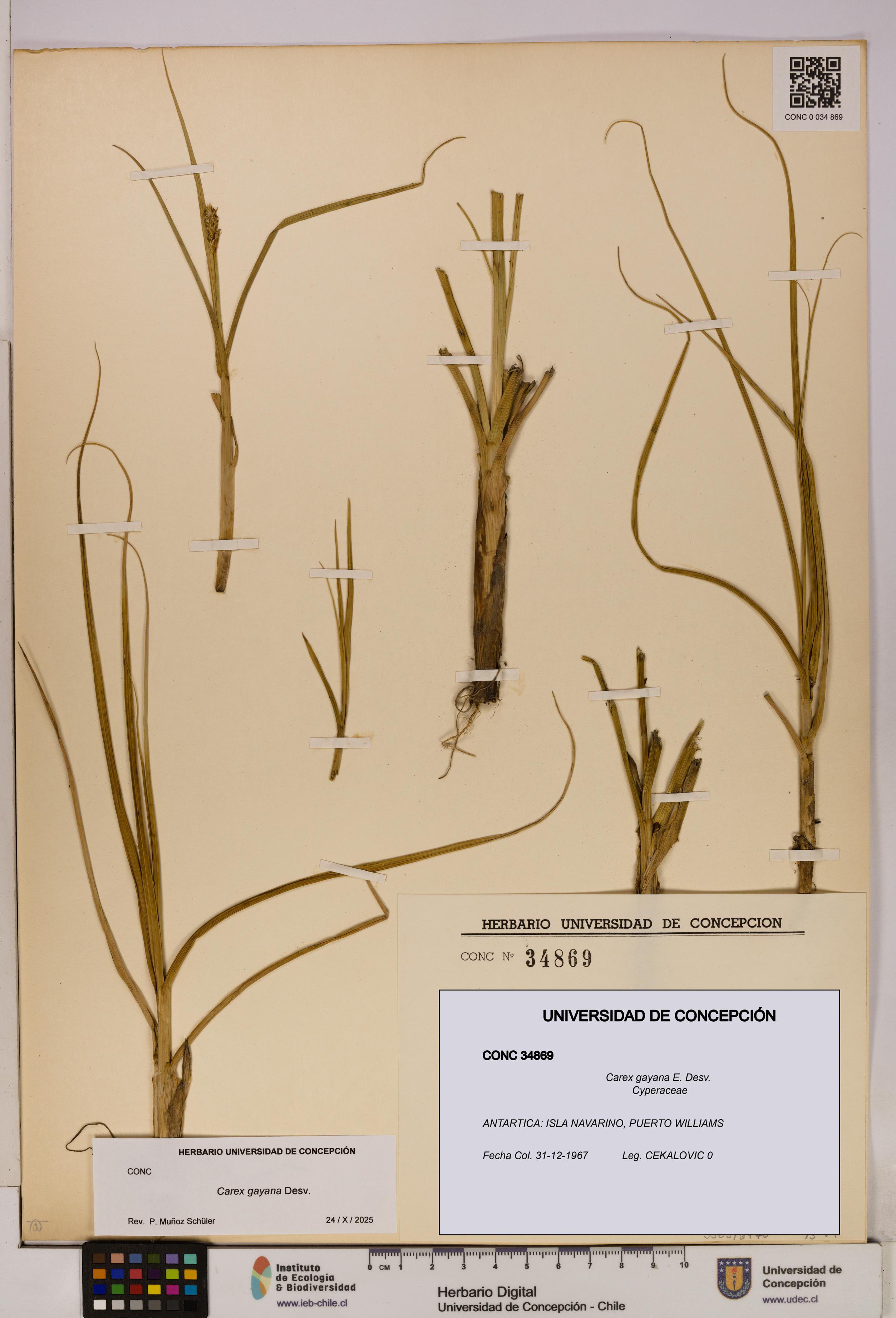 Carex gayana [Espécimen: UDEC:CONC:0034869]