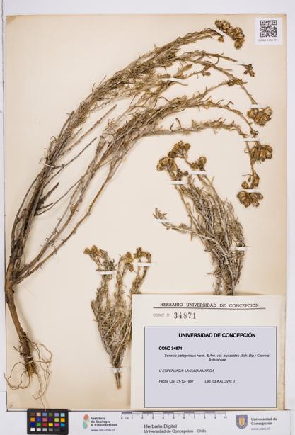 Senecio patagonicus var. alyssoides [Espécimen: ]