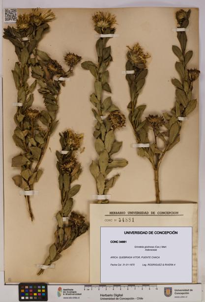 Grindelia glutinosa [Espécimen: UDEC:CONC:0034881]