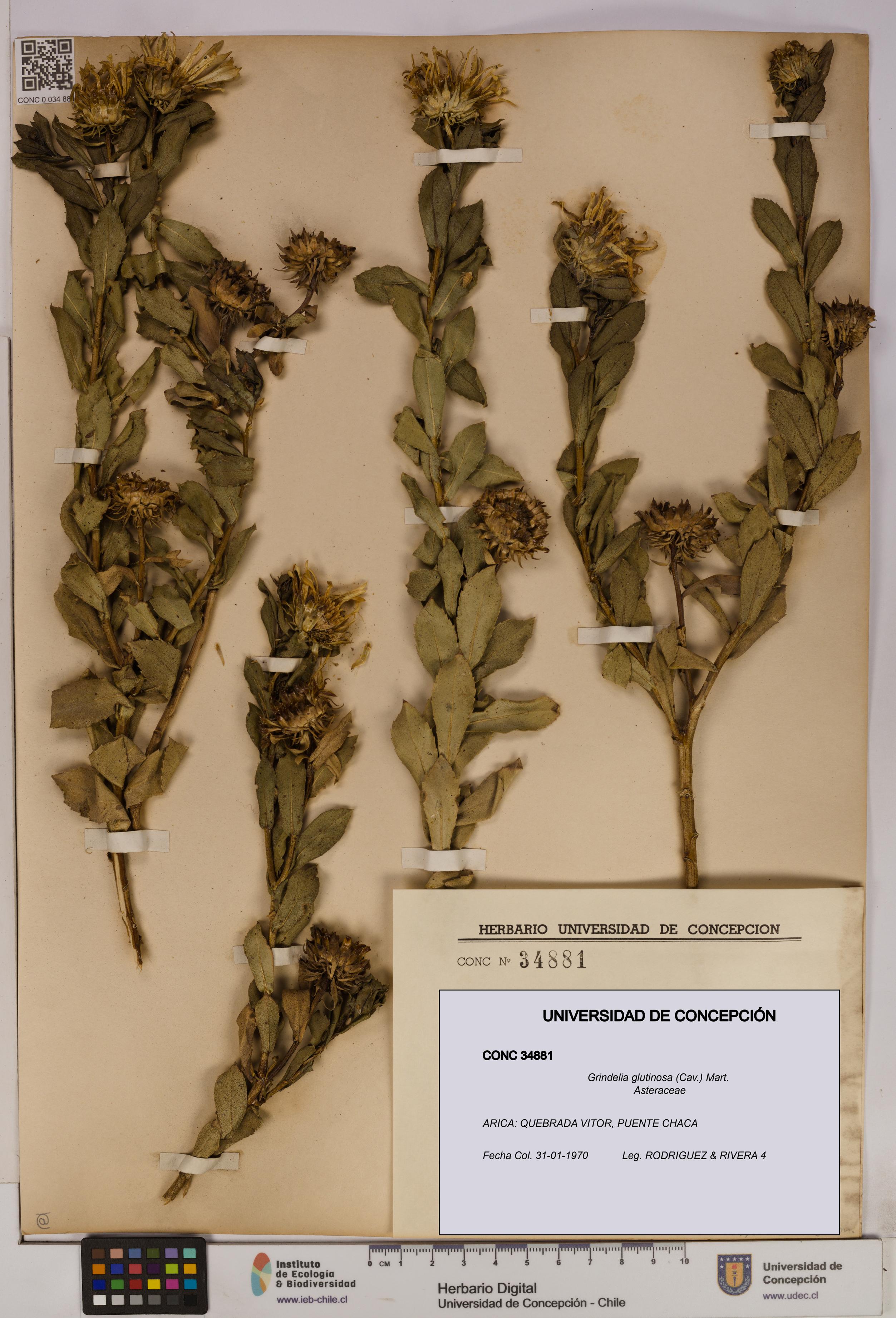 Grindelia glutinosa [Espécimen: UDEC:CONC:0034881]