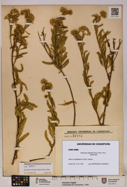 Baccharis salicifolia [Espécimen: UDEC:CONC:0034883]