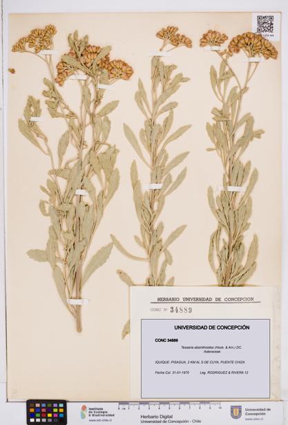 Tessaria absinthioides [Espécimen: ]